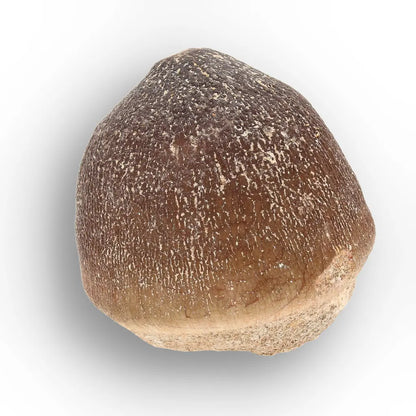 Get your Globidens Mosasaur Tooth - Durophagous Giant online now or in store at Forever Gems in Franschhoek, South Africa