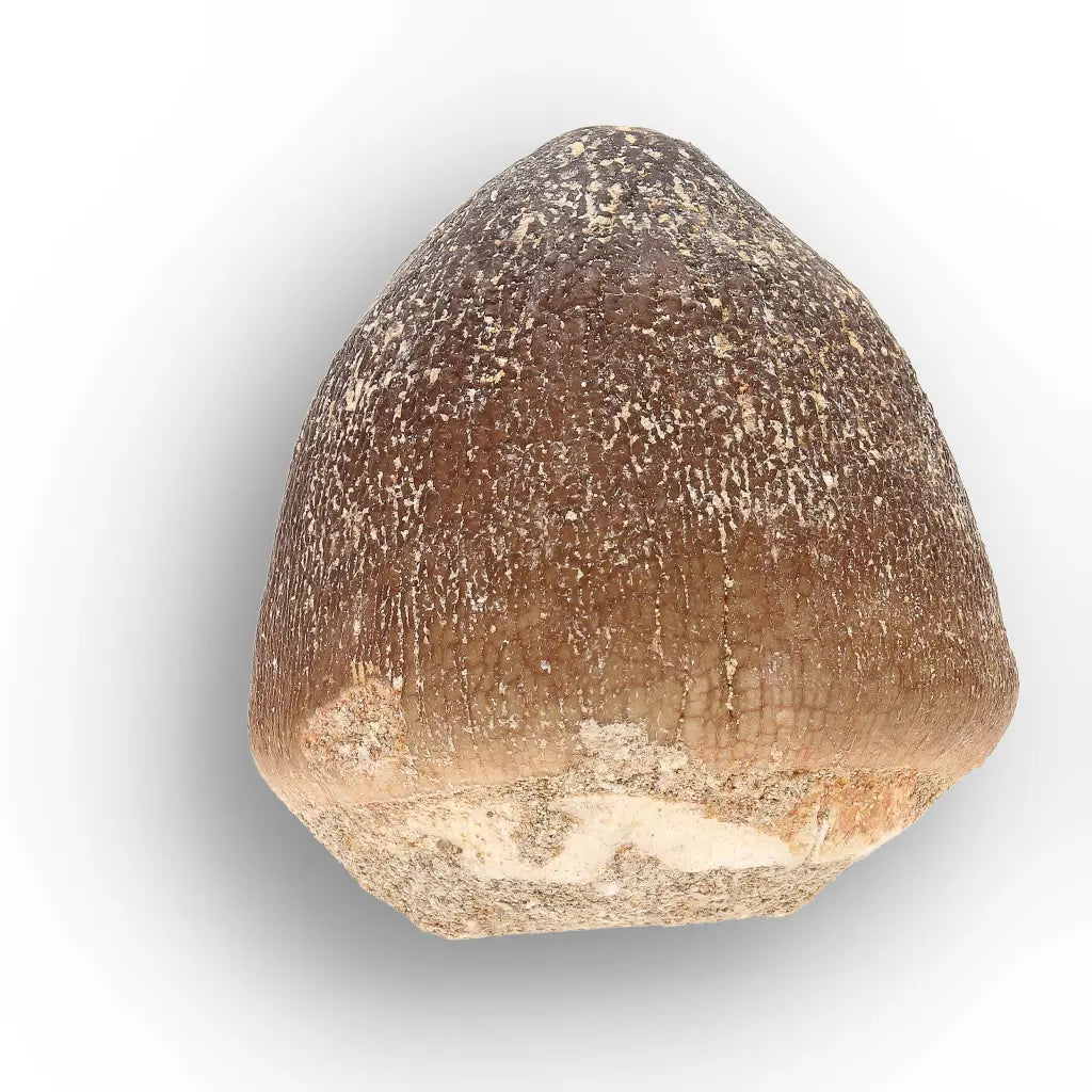 Get your Globidens Mosasaur Tooth - Durophagous Giant online now or in store at Forever Gems in Franschhoek, South Africa