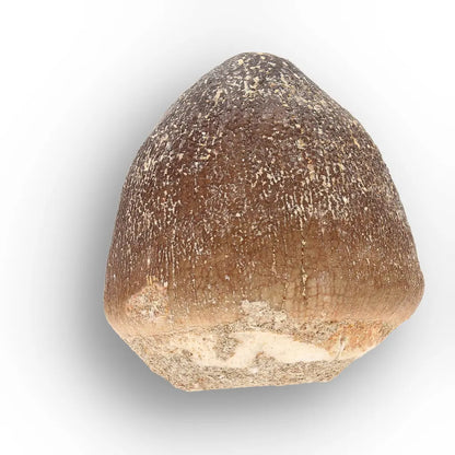 Get your Globidens Mosasaur Tooth - Durophagous Giant online now or in store at Forever Gems in Franschhoek, South Africa