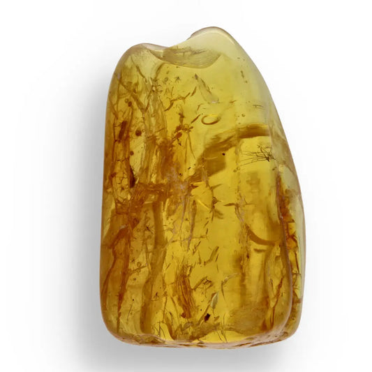 Get your Real Baltic Amber - Fossil Insect from 40 Million Years online now or in store at Forever Gems in Franschhoek, South Africa