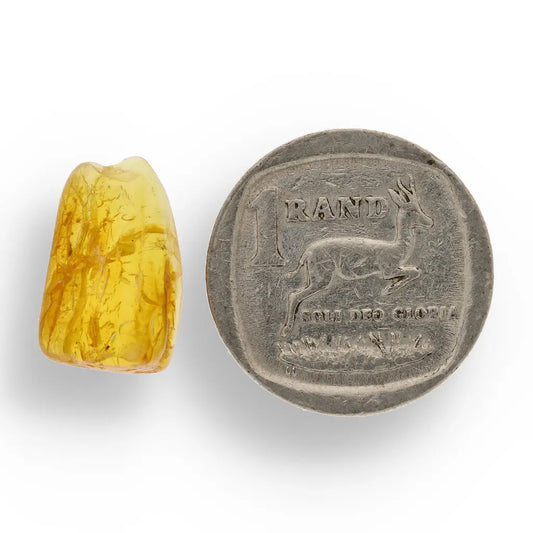 Get your Real Baltic Amber - Fossil Insect from 40 Million Years online now or in store at Forever Gems in Franschhoek, South Africa