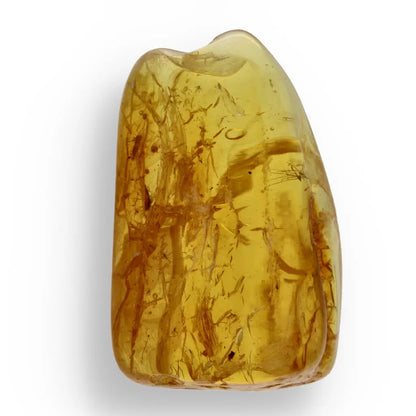 Get your Real Baltic Amber - Fossil Insect from 40 Million Years online now or in store at Forever Gems in Franschhoek, South Africa