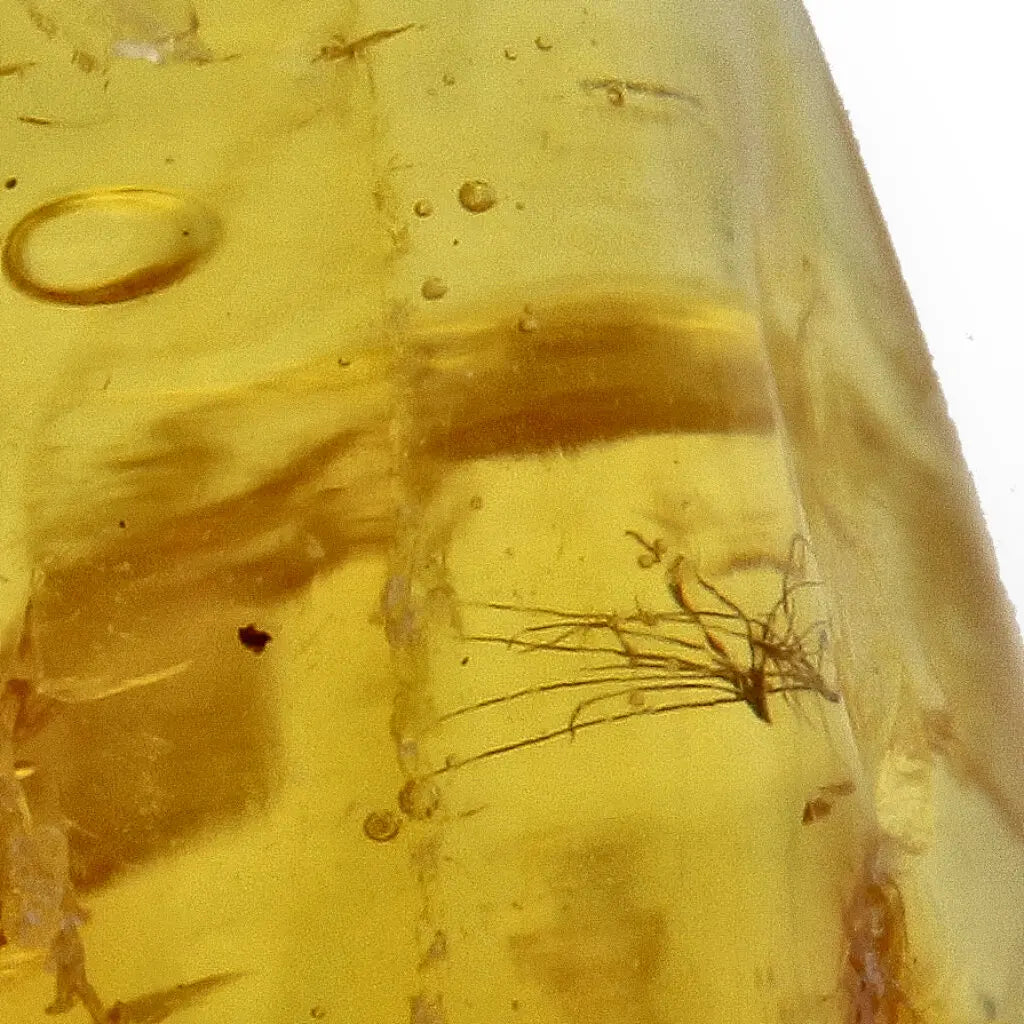 Get your Real Baltic Amber - Fossil Insect from 40 Million Years online now or in store at Forever Gems in Franschhoek, South Africa