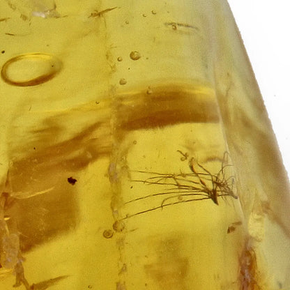 Get your Real Baltic Amber - Fossil Insect from 40 Million Years online now or in store at Forever Gems in Franschhoek, South Africa