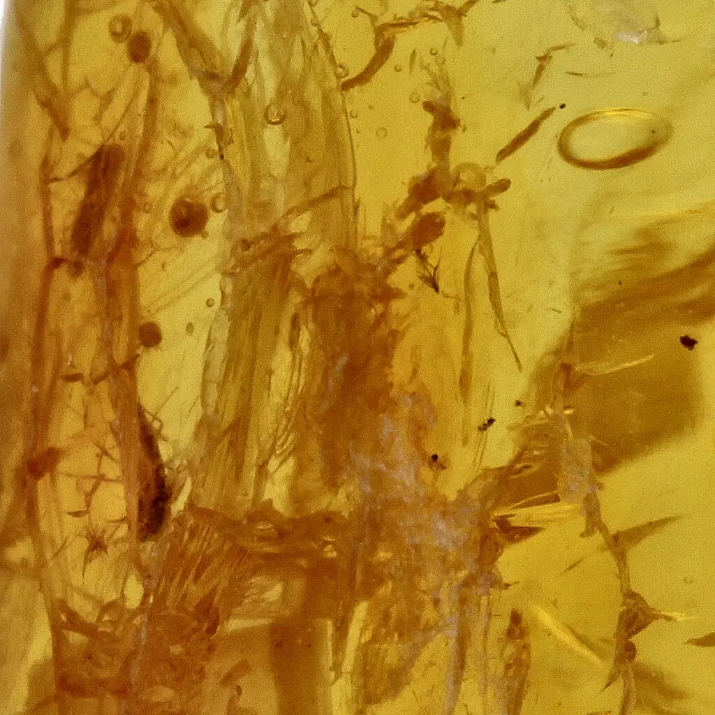 Get your Real Baltic Amber - Fossil Insect from 40 Million Years online now or in store at Forever Gems in Franschhoek, South Africa