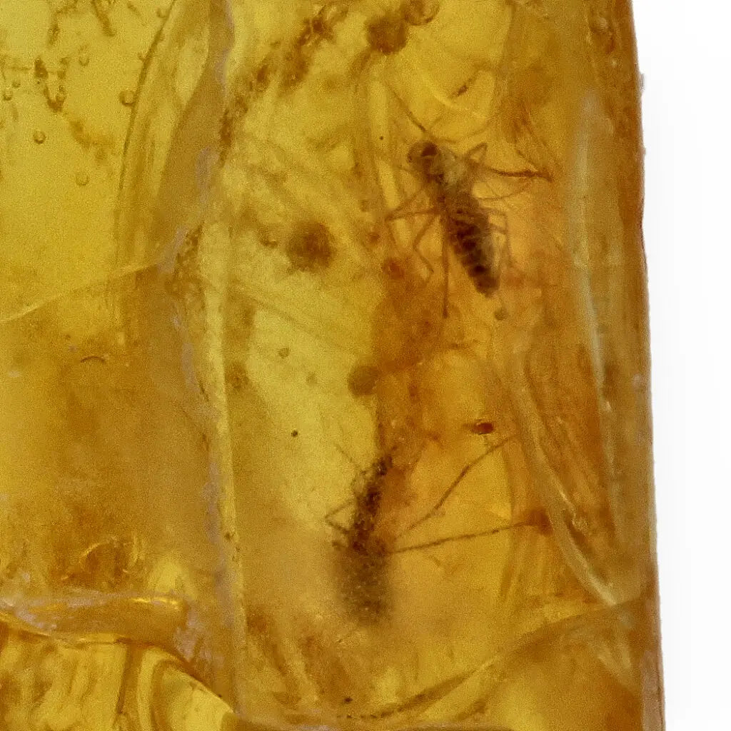Get your Real Baltic Amber - Fossil Insect from 40 Million Years online now or in store at Forever Gems in Franschhoek, South Africa
