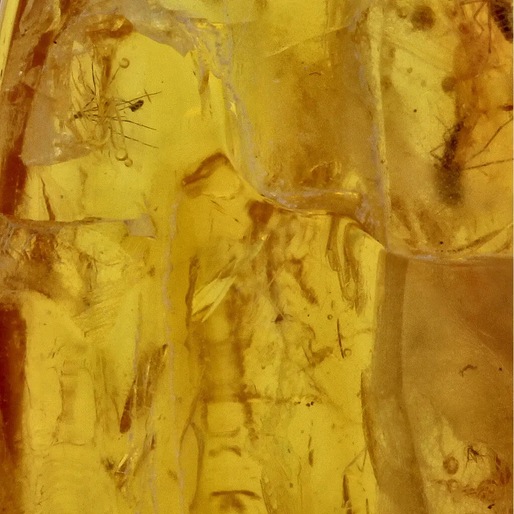 Get your Real Baltic Amber - Fossil Insect from 40 Million Years online now or in store at Forever Gems in Franschhoek, South Africa