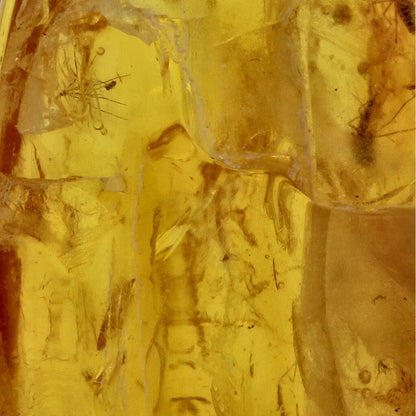 Get your Real Baltic Amber - Fossil Insect from 40 Million Years online now or in store at Forever Gems in Franschhoek, South Africa