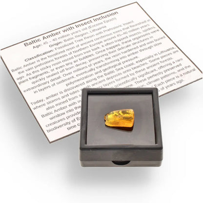 Get your Real Baltic Amber - Fossil Insect from 40 Million Years online now or in store at Forever Gems in Franschhoek, South Africa