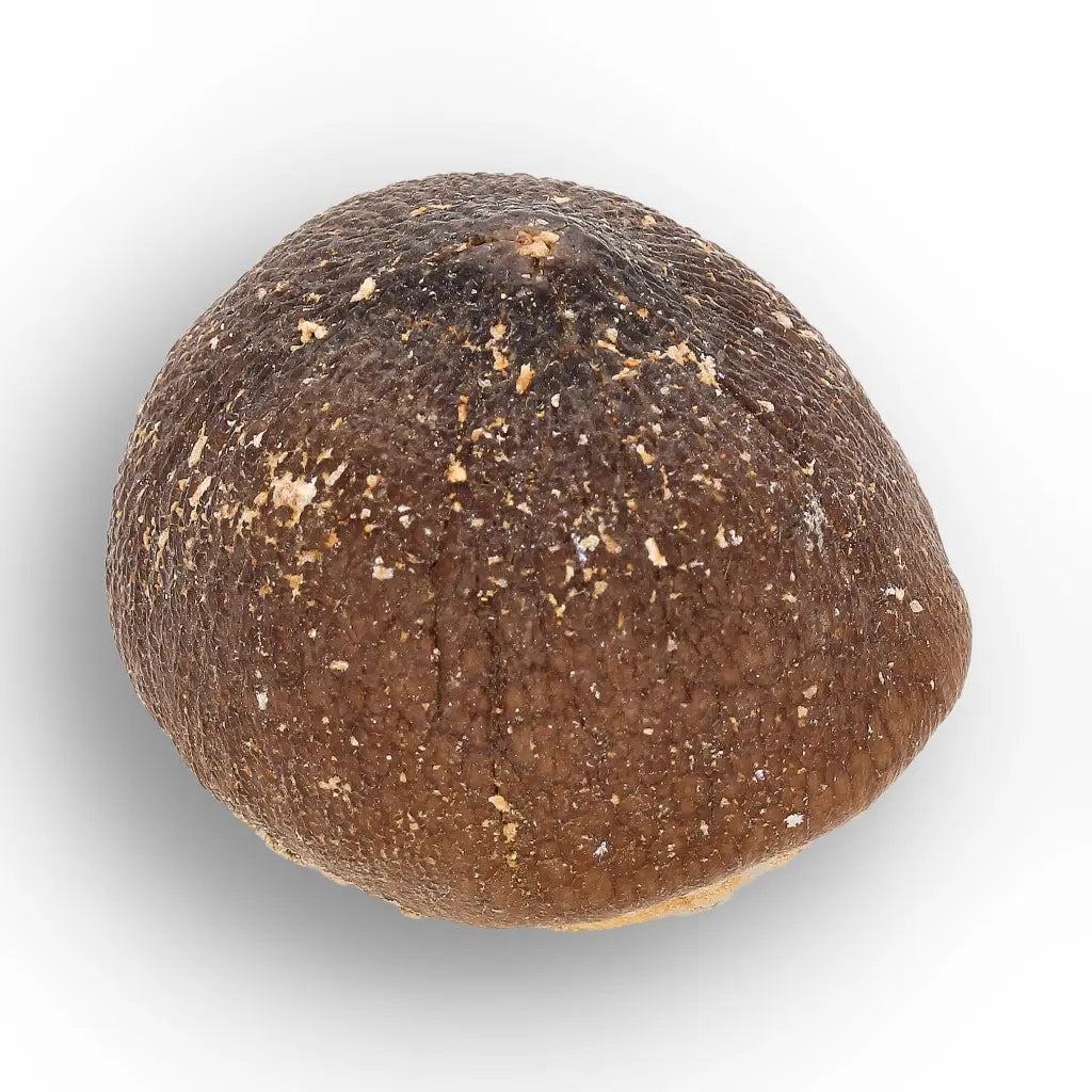 Get your Globidens Mosasaur Tooth - Moroccan Marine Relic online now or in store at Forever Gems in Franschhoek, South Africa
