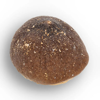 Get your Globidens Mosasaur Tooth - Moroccan Marine Relic online now or in store at Forever Gems in Franschhoek, South Africa