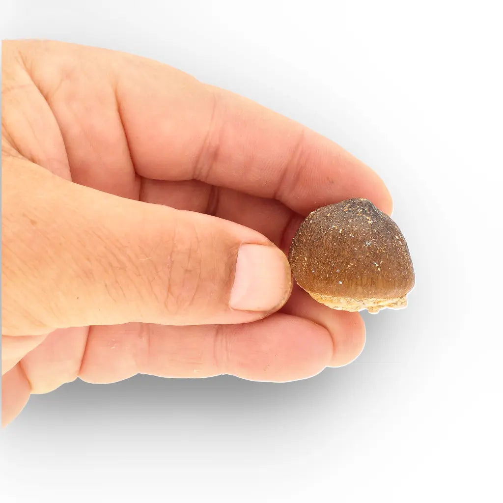 Get your Globidens Mosasaur Tooth - Moroccan Marine Relic online now or in store at Forever Gems in Franschhoek, South Africa