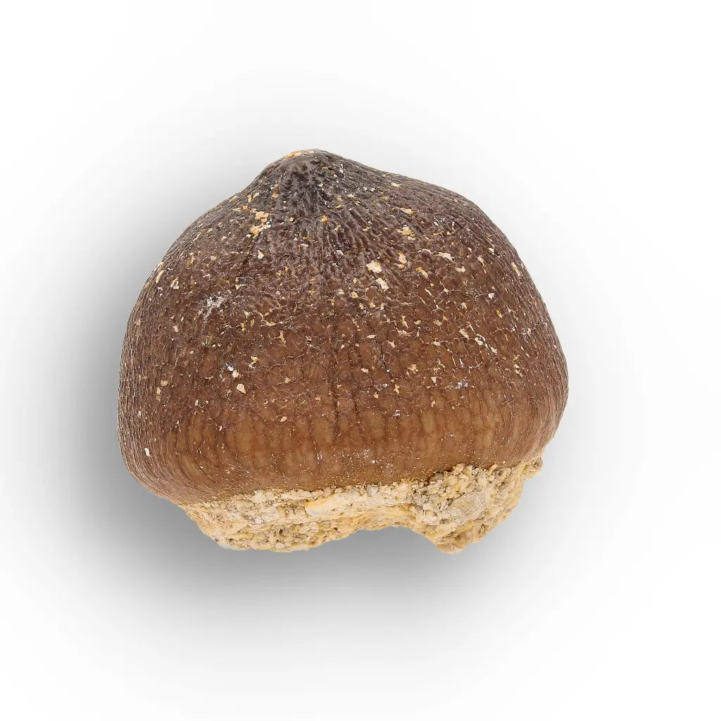 Get your Globidens Mosasaur Tooth - Moroccan Marine Relic online now or in store at Forever Gems in Franschhoek, South Africa