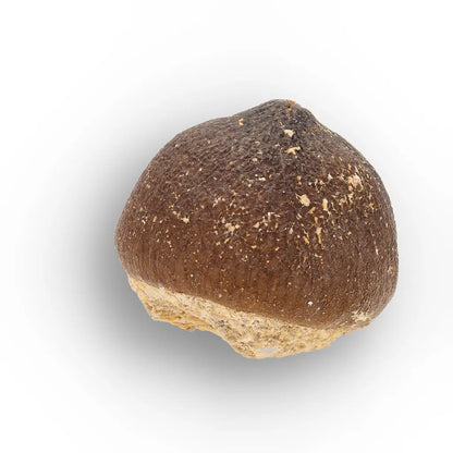 Get your Globidens Mosasaur Tooth - Moroccan Marine Relic online now or in store at Forever Gems in Franschhoek, South Africa