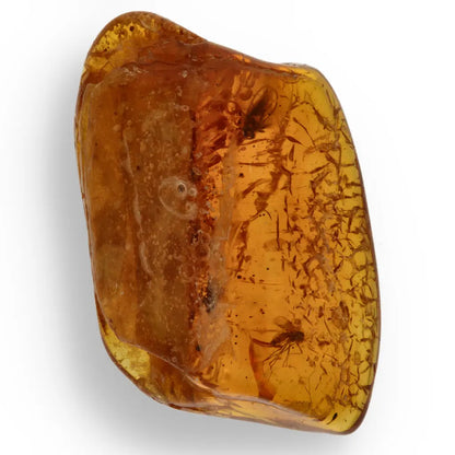 Get your Genuine Baltic Amber - Real Ancient Insect Inclusion online now or in store at Forever Gems in Franschhoek, South Africa