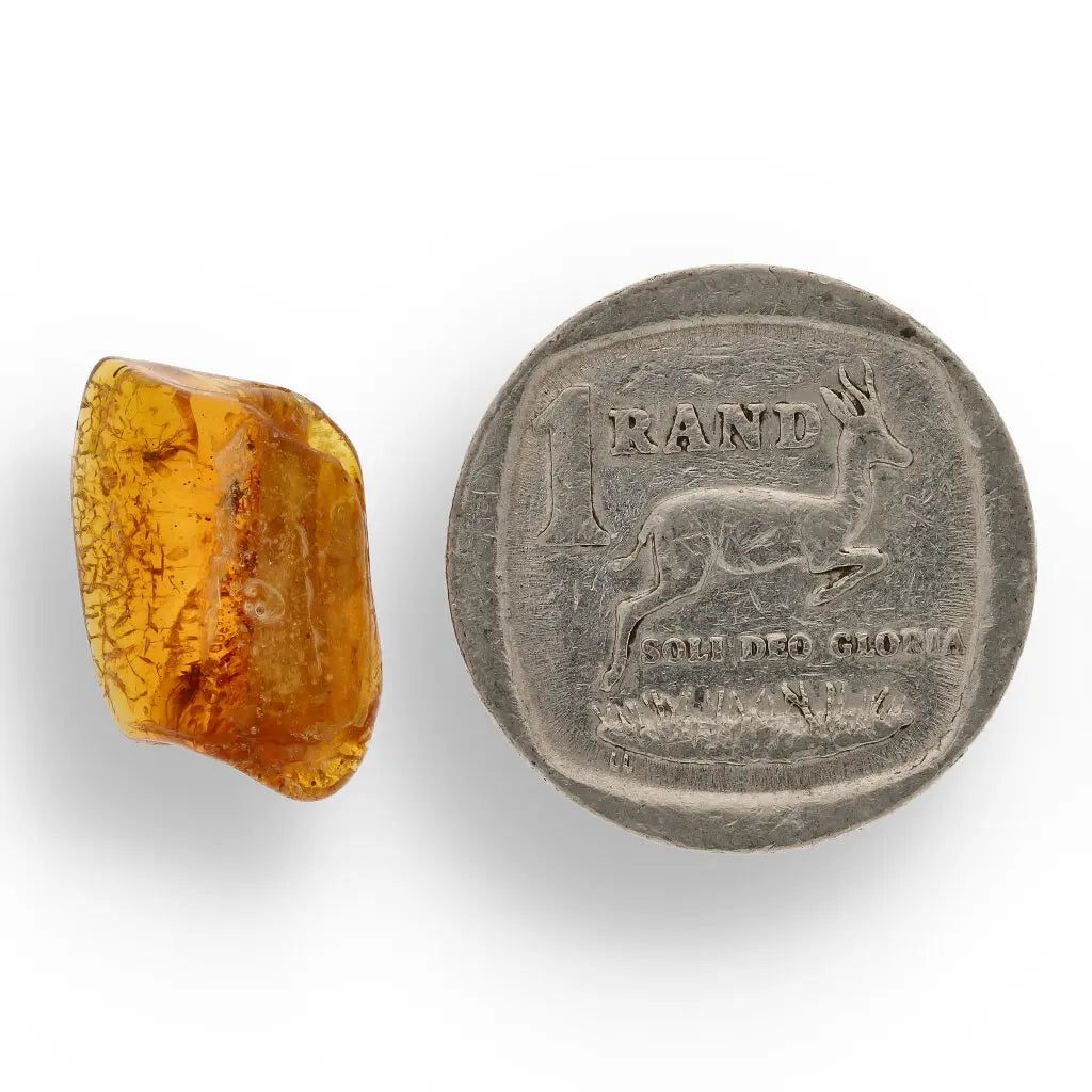 Get your Genuine Baltic Amber - Real Ancient Insect Inclusion online now or in store at Forever Gems in Franschhoek, South Africa