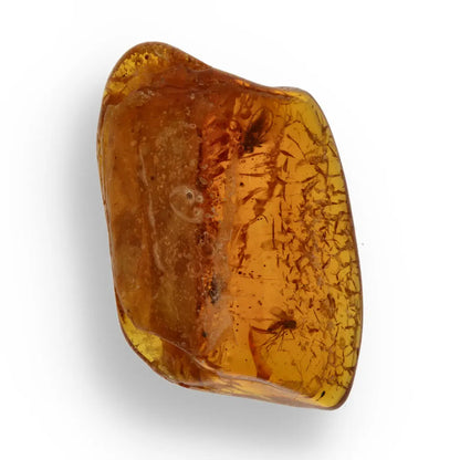 Get your Genuine Baltic Amber - Real Ancient Insect Inclusion online now or in store at Forever Gems in Franschhoek, South Africa