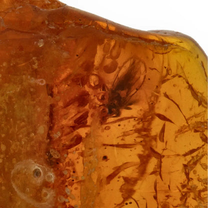 Get your Genuine Baltic Amber - Real Ancient Insect Inclusion online now or in store at Forever Gems in Franschhoek, South Africa