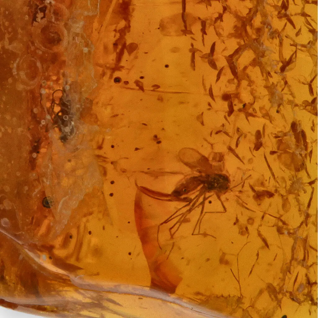 Get your Genuine Baltic Amber - Real Ancient Insect Inclusion online now or in store at Forever Gems in Franschhoek, South Africa