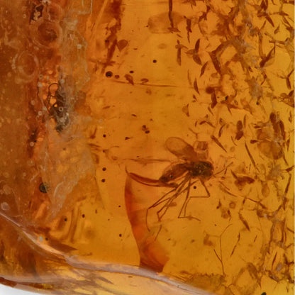 Get your Genuine Baltic Amber - Real Ancient Insect Inclusion online now or in store at Forever Gems in Franschhoek, South Africa