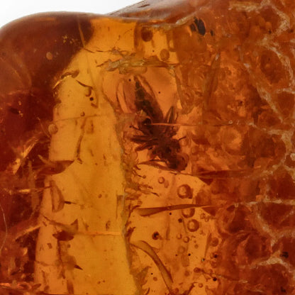 Get your Genuine Baltic Amber - Real Ancient Insect Inclusion online now or in store at Forever Gems in Franschhoek, South Africa