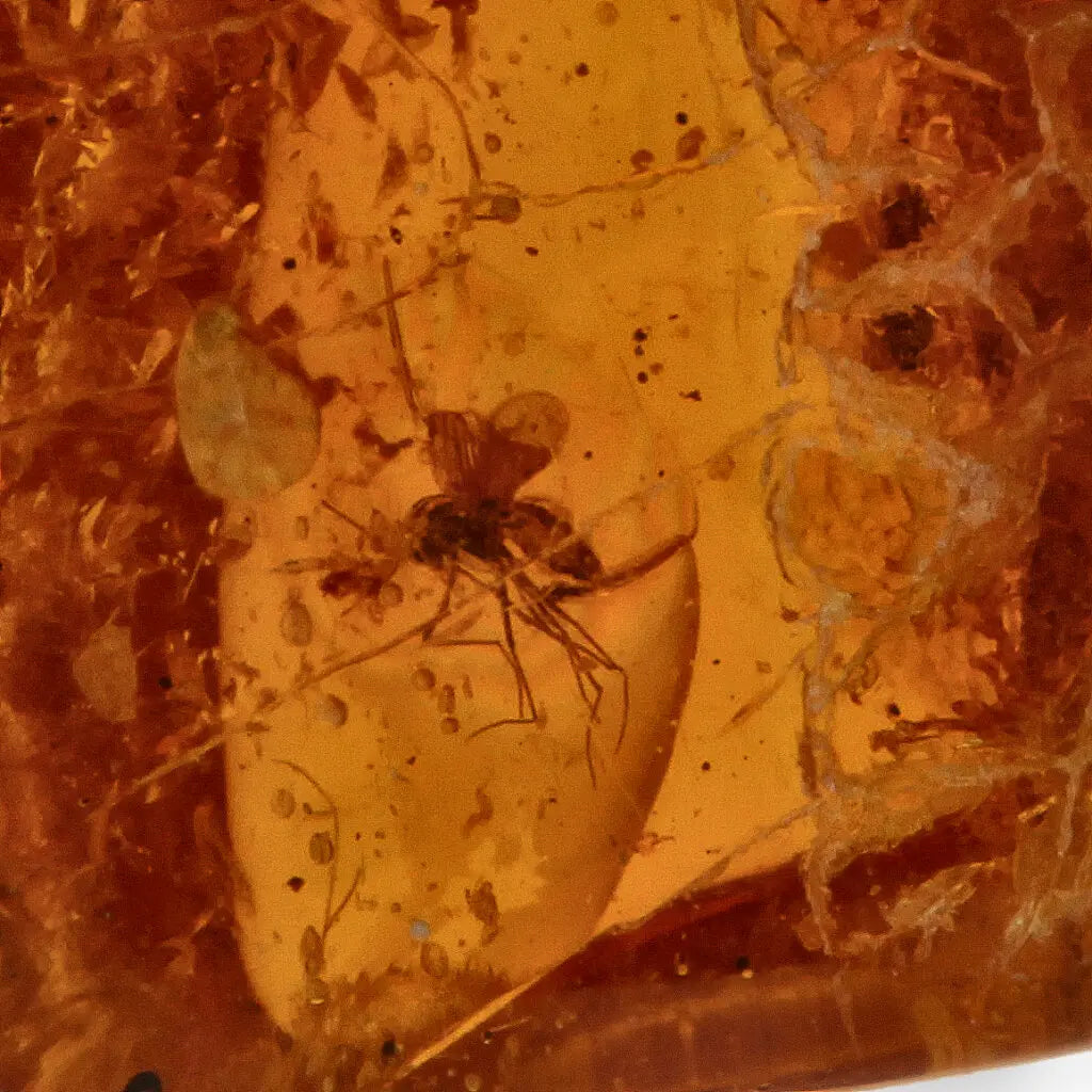 Get your Genuine Baltic Amber - Real Ancient Insect Inclusion online now or in store at Forever Gems in Franschhoek, South Africa