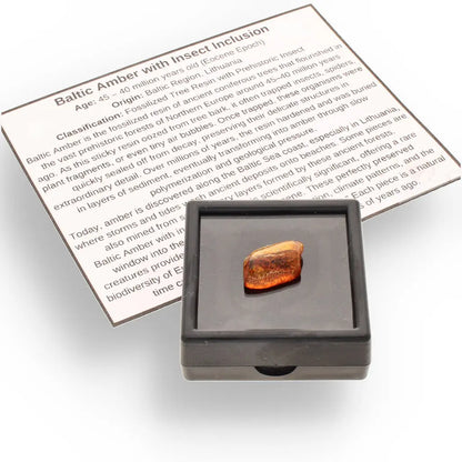 Get your Genuine Baltic Amber - Real Ancient Insect Inclusion online now or in store at Forever Gems in Franschhoek, South Africa