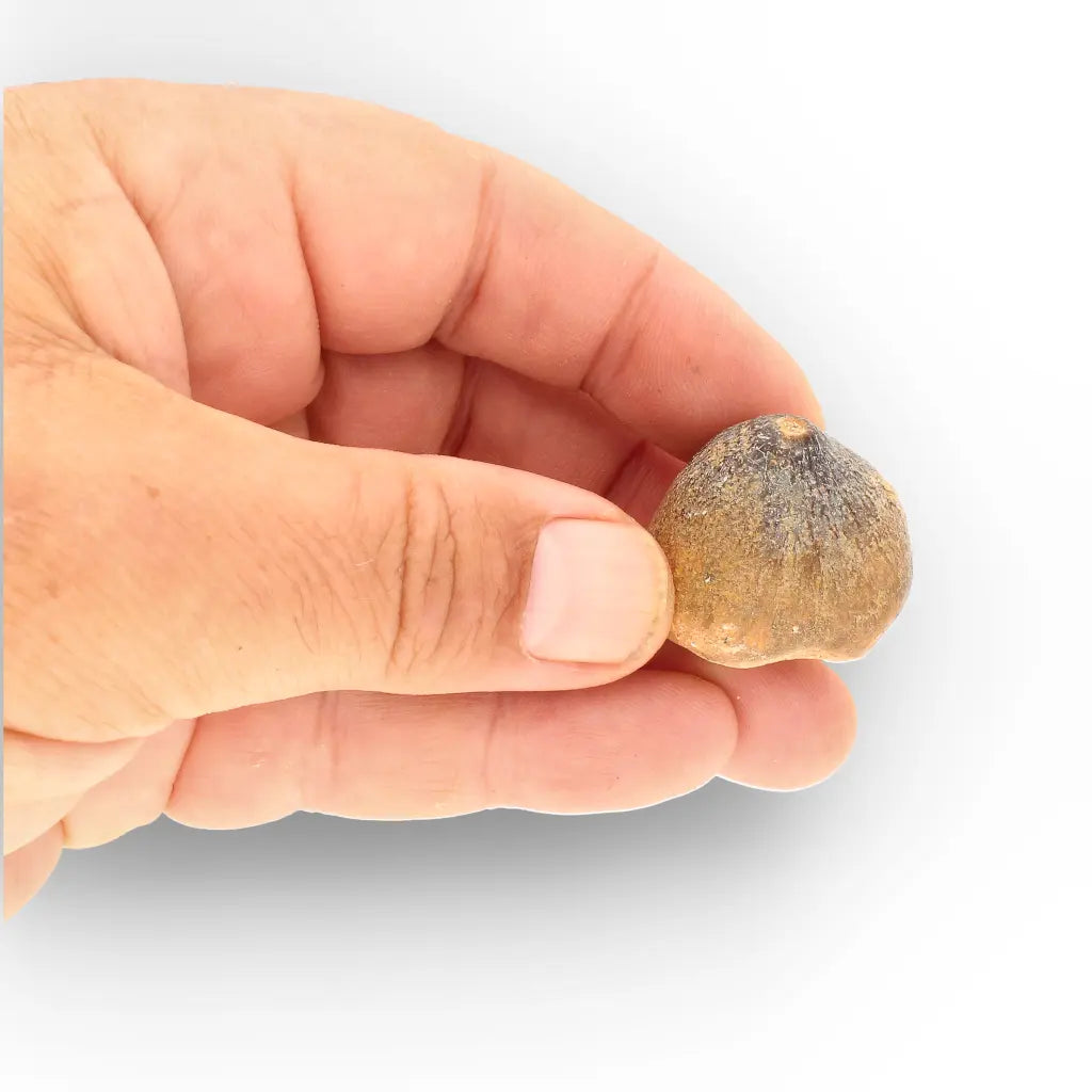 Get your Globidens Mosasaur Fossil Tooth - End-of-Era Predator online now or in store at Forever Gems in Franschhoek, South Africa