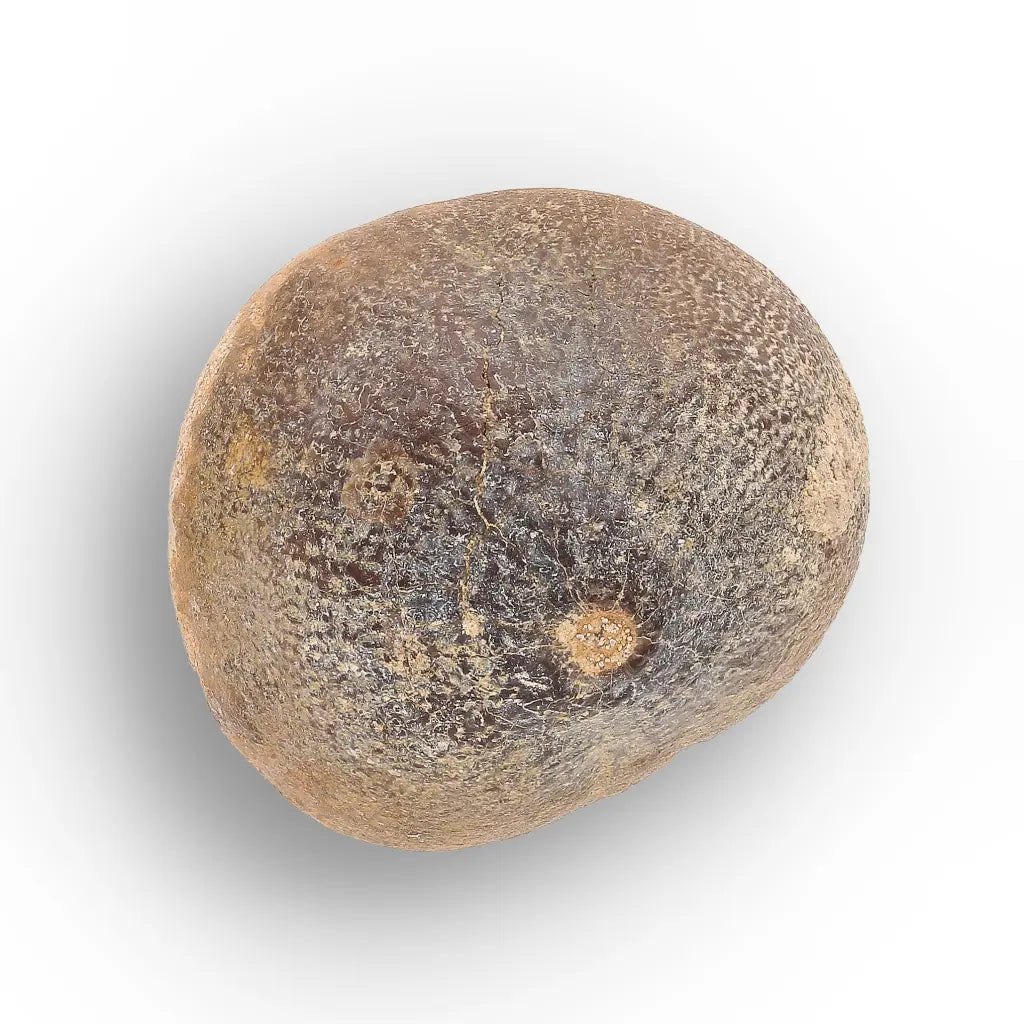 Get your Globidens Mosasaur Fossil Tooth - End-of-Era Predator online now or in store at Forever Gems in Franschhoek, South Africa