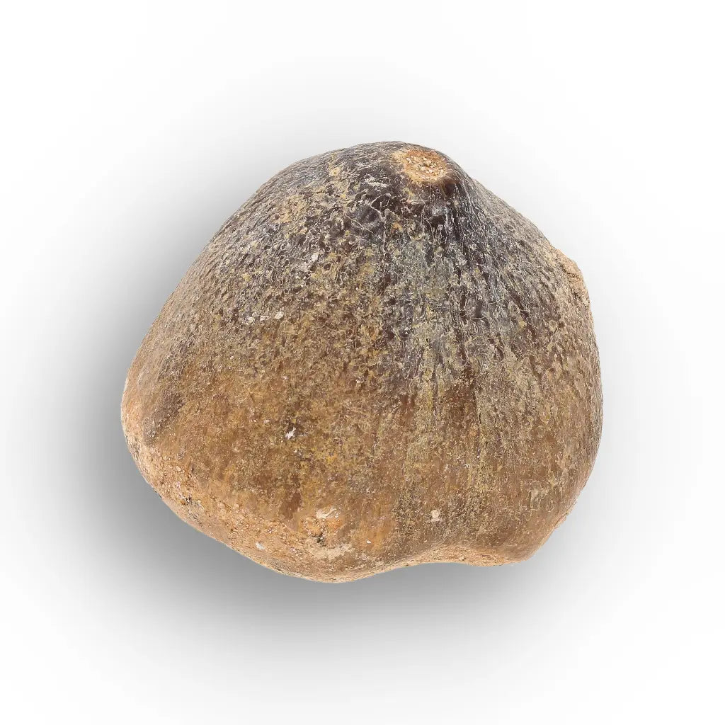 Get your Globidens Mosasaur Fossil Tooth - End-of-Era Predator online now or in store at Forever Gems in Franschhoek, South Africa