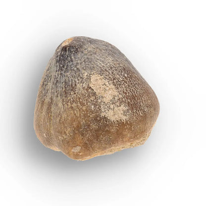 Get your Globidens Mosasaur Fossil Tooth - End-of-Era Predator online now or in store at Forever Gems in Franschhoek, South Africa