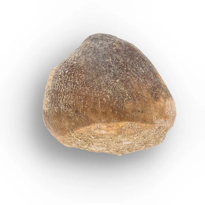 Get your Globidens Mosasaur Fossil Tooth - End-of-Era Predator online now or in store at Forever Gems in Franschhoek, South Africa