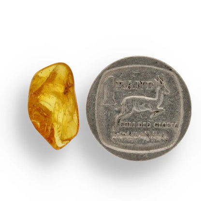 Get your Authentic Baltic Amber with Prehistoric Insect Fossil online now or in store at Forever Gems in Franschhoek, South Africa