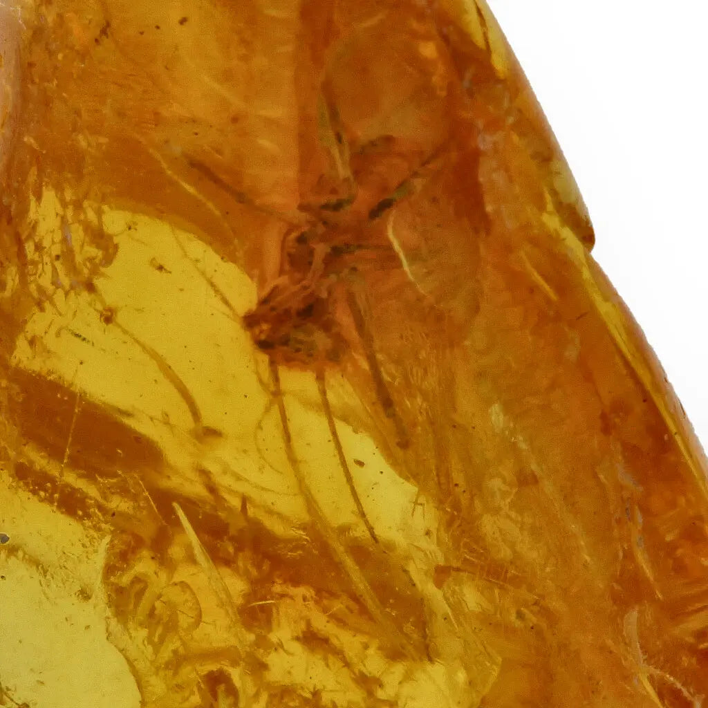 Get your Authentic Baltic Amber with Prehistoric Insect Fossil online now or in store at Forever Gems in Franschhoek, South Africa