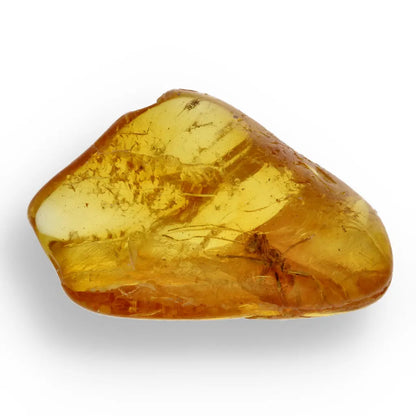 Get your Authentic Baltic Amber with Prehistoric Insect Fossil online now or in store at Forever Gems in Franschhoek, South Africa