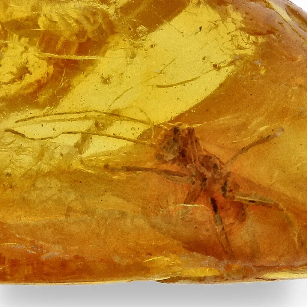 Get your Authentic Baltic Amber with Prehistoric Insect Fossil online now or in store at Forever Gems in Franschhoek, South Africa