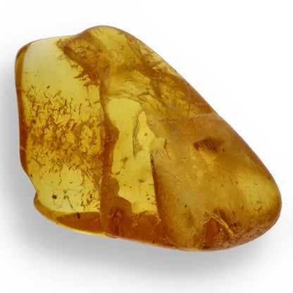 Get your Authentic Baltic Amber with Prehistoric Insect Fossil online now or in store at Forever Gems in Franschhoek, South Africa