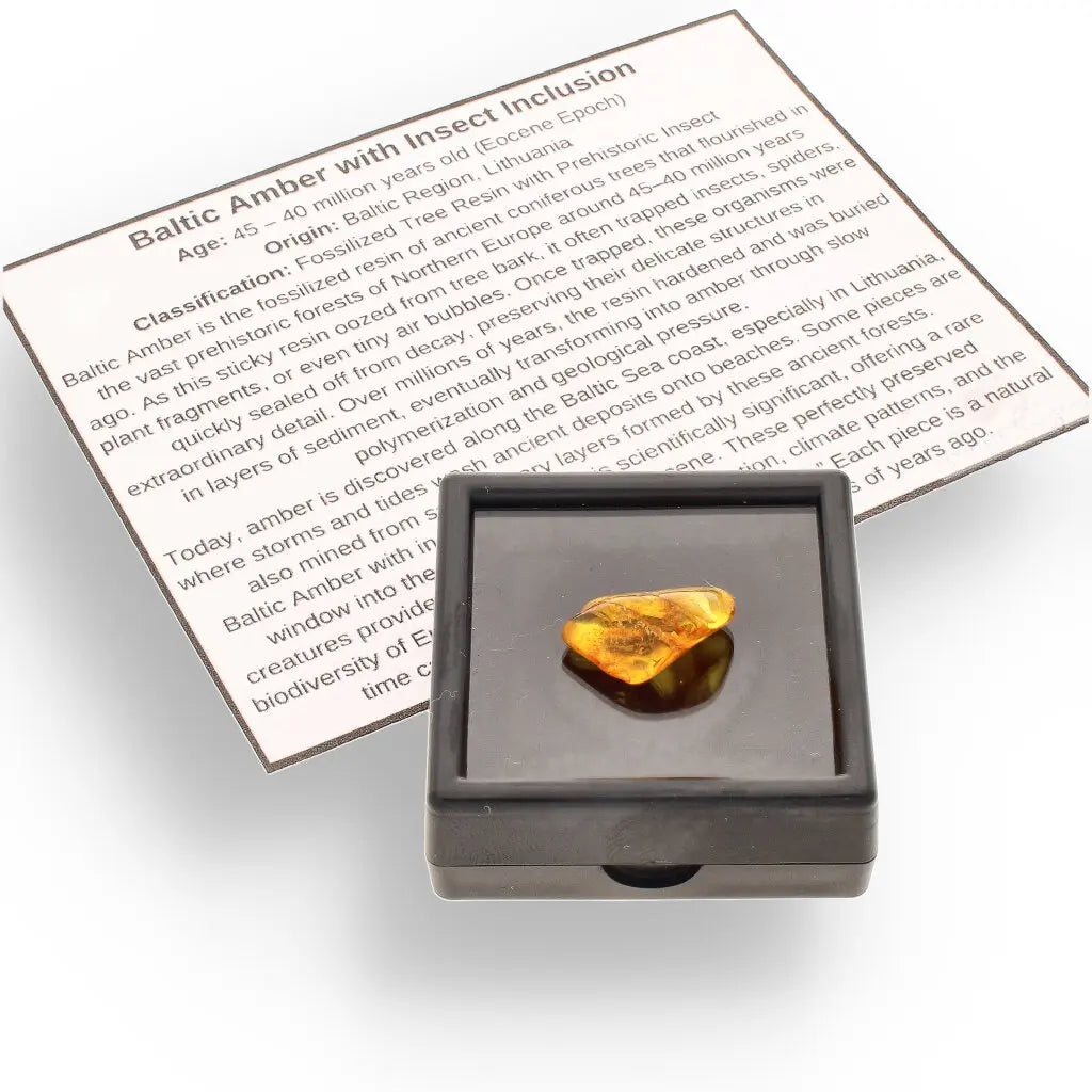Get your Authentic Baltic Amber with Prehistoric Insect Fossil online now or in store at Forever Gems in Franschhoek, South Africa