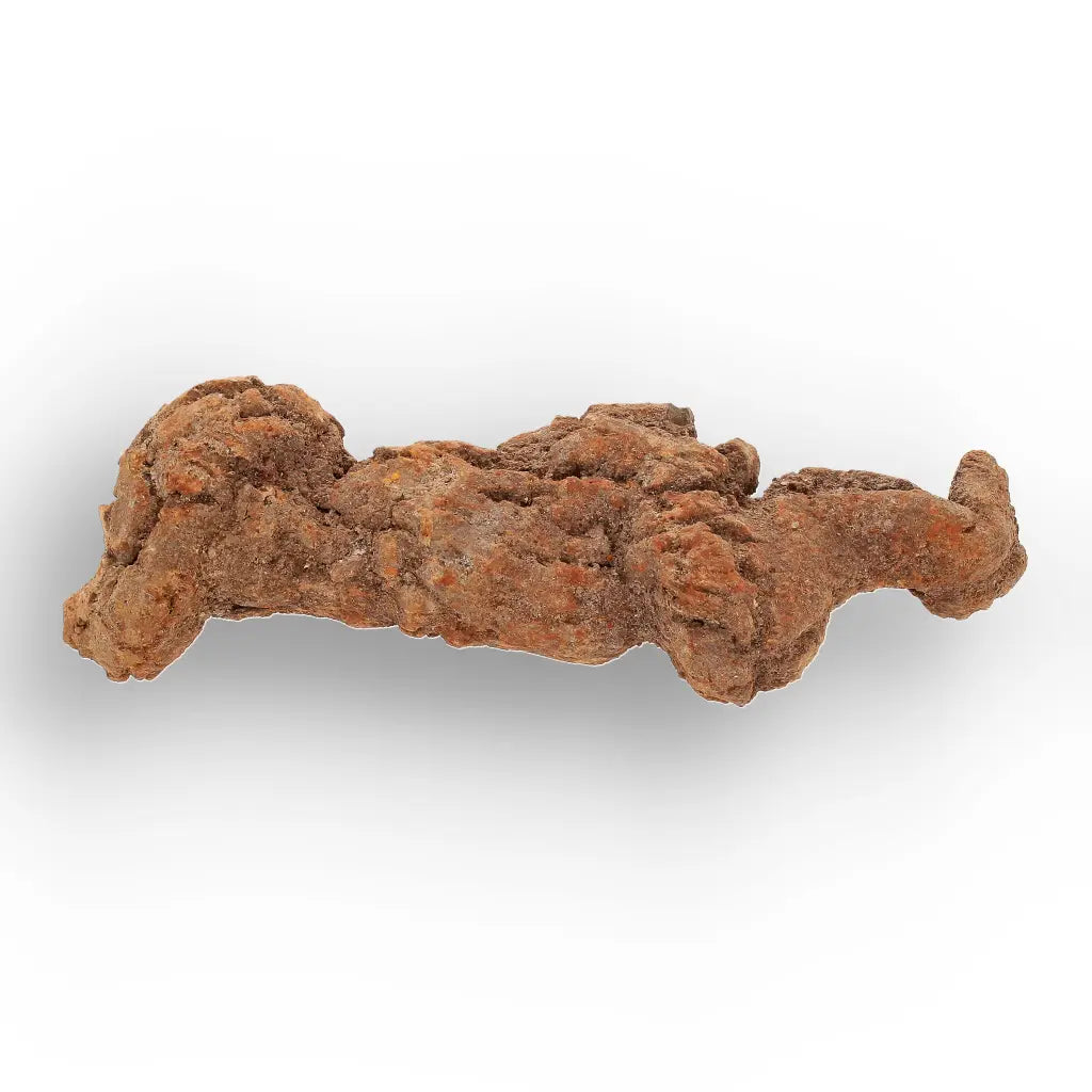 Get your Authentic Madagascan Coprolite Fossil with Knobbly Texture online now or in store at Forever Gems in Franschhoek, South Africa