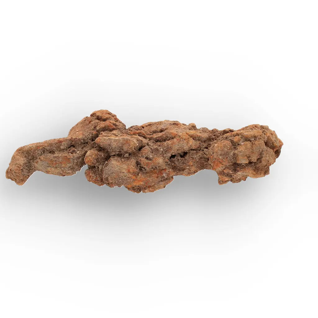 Get your Authentic Madagascan Coprolite Fossil with Knobbly Texture online now or in store at Forever Gems in Franschhoek, South Africa