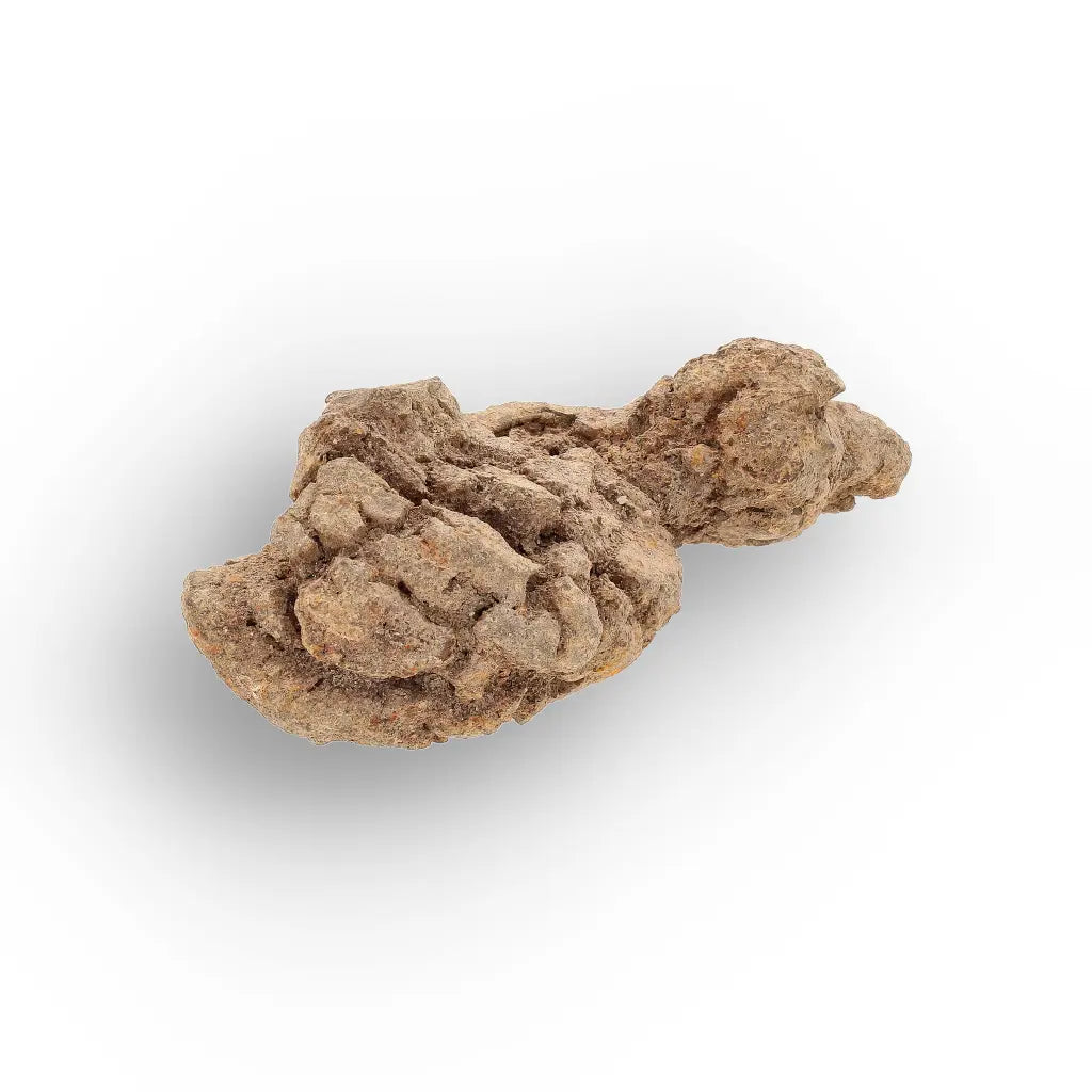 Get your Authentic Madagascar Coprolite Fossil – Real Dinosaur Age Specimen online now or in store at Forever Gems in Franschhoek, South Africa