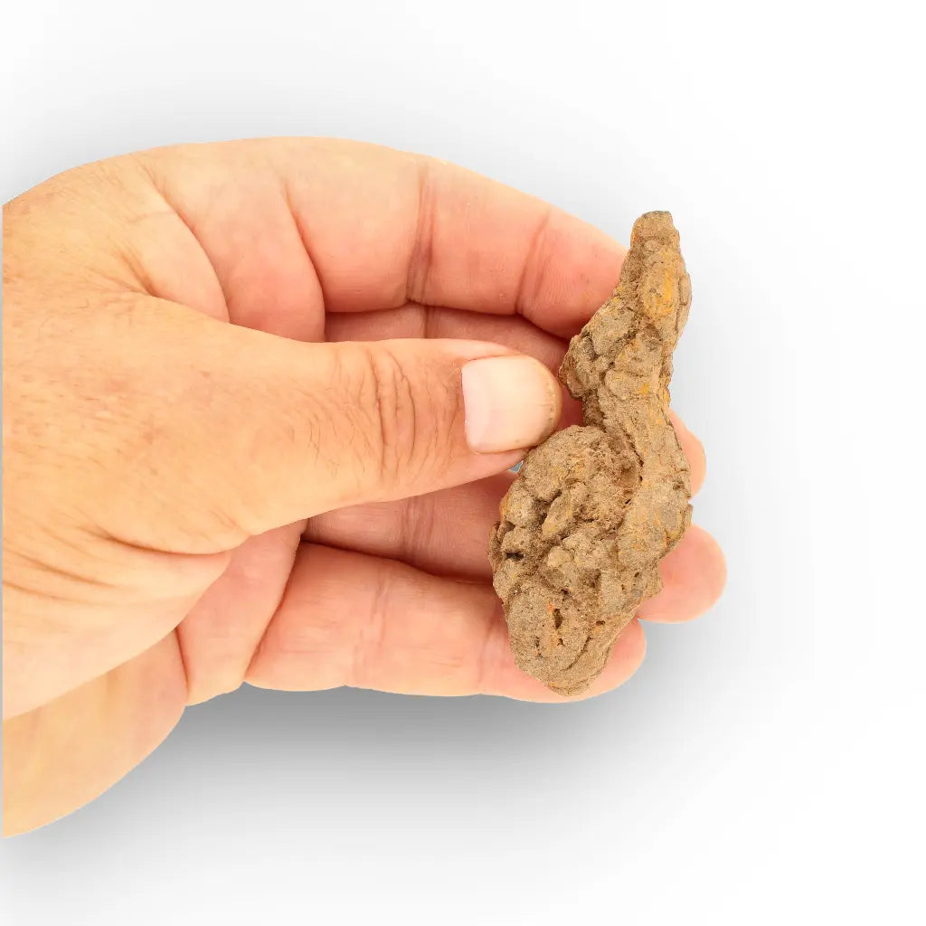 Get your Authentic Madagascar Coprolite Fossil – Real Dinosaur Age Specimen online now or in store at Forever Gems in Franschhoek, South Africa