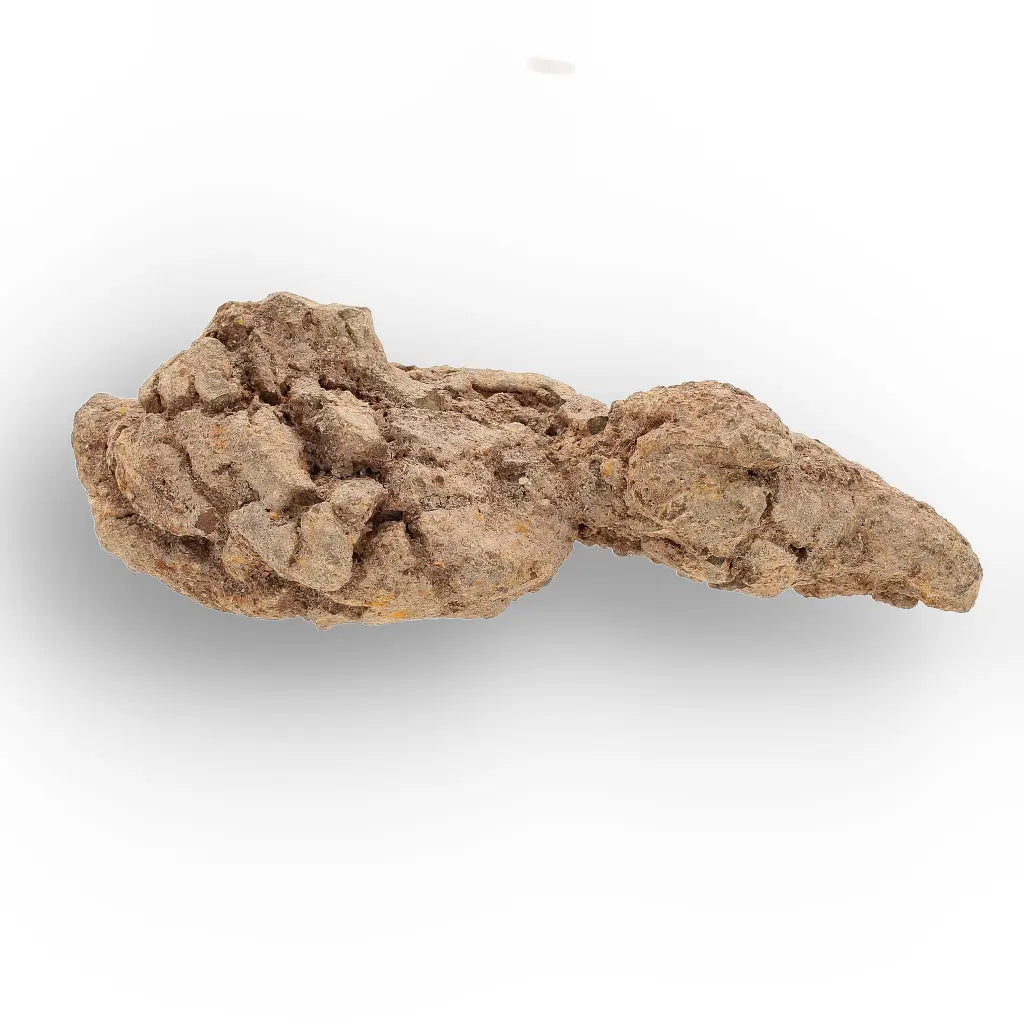 Get your Authentic Madagascar Coprolite Fossil – Real Dinosaur Age Specimen online now or in store at Forever Gems in Franschhoek, South Africa