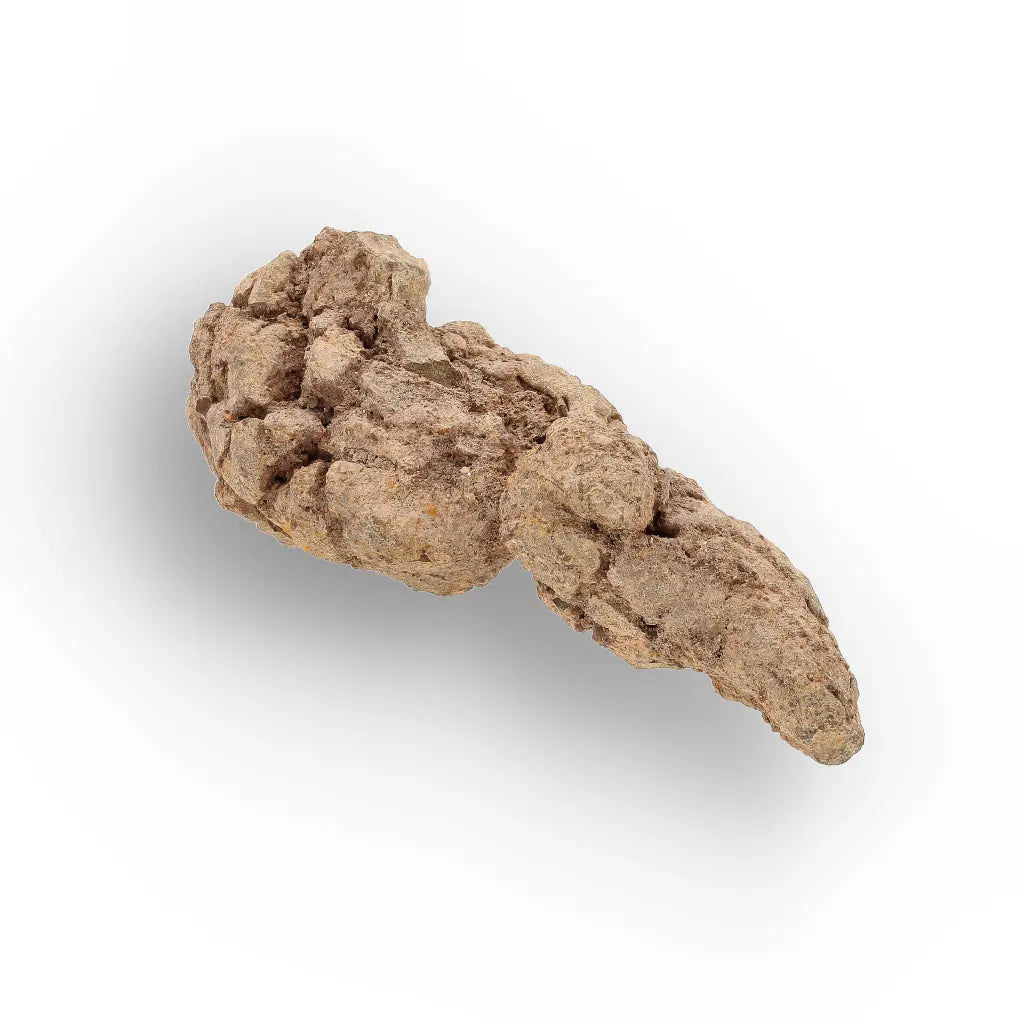 Get your Authentic Madagascar Coprolite Fossil – Real Dinosaur Age Specimen online now or in store at Forever Gems in Franschhoek, South Africa