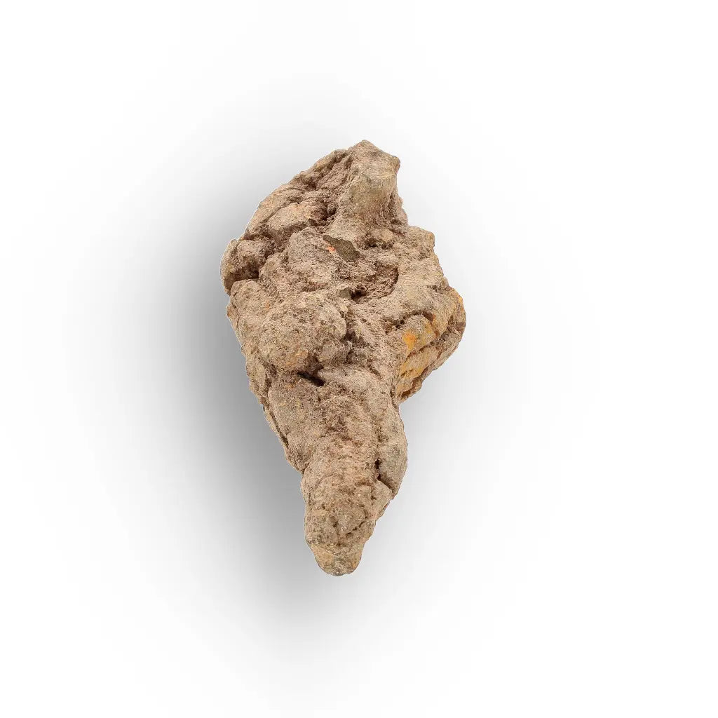 Get your Authentic Madagascar Coprolite Fossil – Real Dinosaur Age Specimen online now or in store at Forever Gems in Franschhoek, South Africa