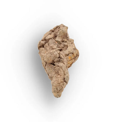 Get your Authentic Madagascar Coprolite Fossil – Real Dinosaur Age Specimen online now or in store at Forever Gems in Franschhoek, South Africa
