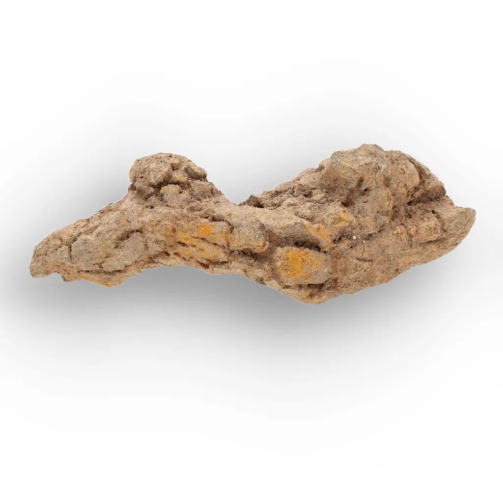 Get your Authentic Madagascar Coprolite Fossil – Real Dinosaur Age Specimen online now or in store at Forever Gems in Franschhoek, South Africa