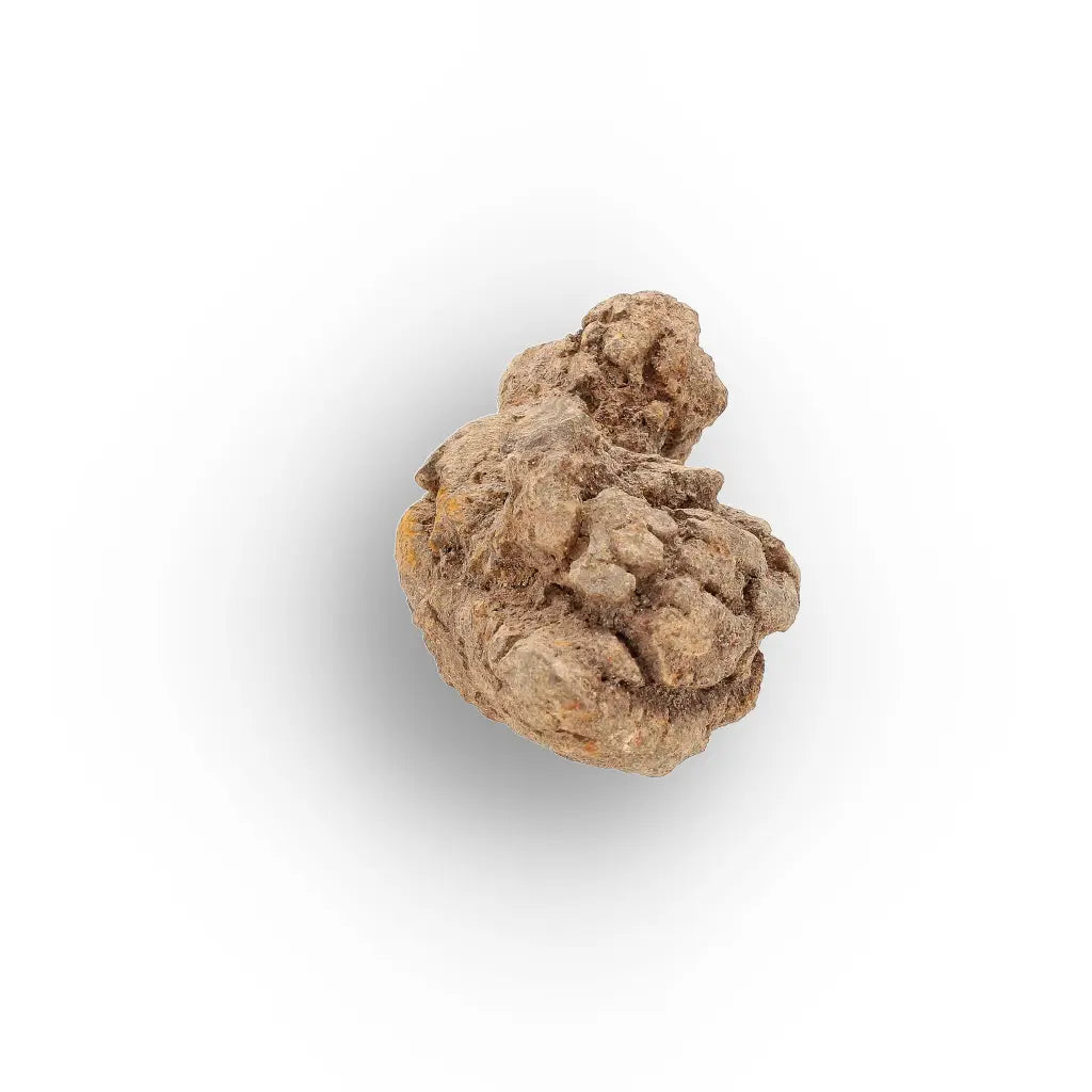 Get your Authentic Madagascar Coprolite Fossil – Real Dinosaur Age Specimen online now or in store at Forever Gems in Franschhoek, South Africa