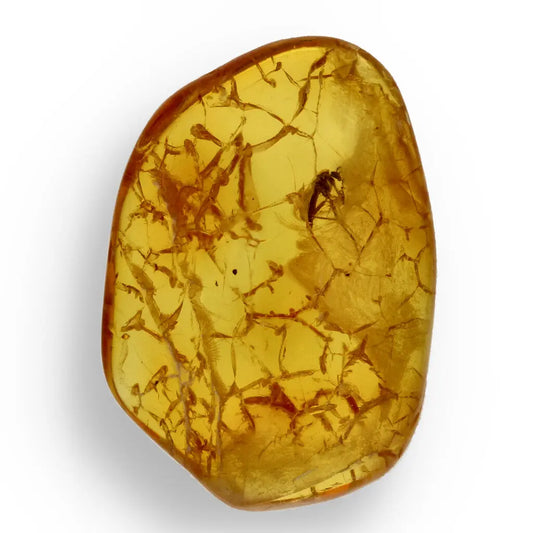 Get your Natural Baltic Amber Fossil with Insect Inclusion online now or in store at Forever Gems in Franschhoek, South Africa