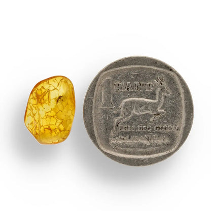 Get your Natural Baltic Amber Fossil with Insect Inclusion online now or in store at Forever Gems in Franschhoek, South Africa